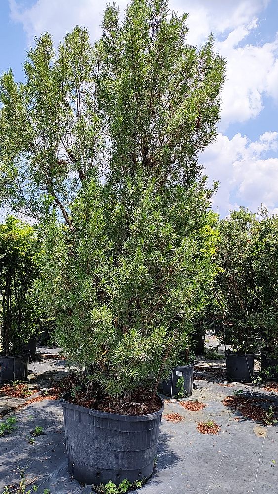 conocarpus-erectus-card-sound-green-buttonwood