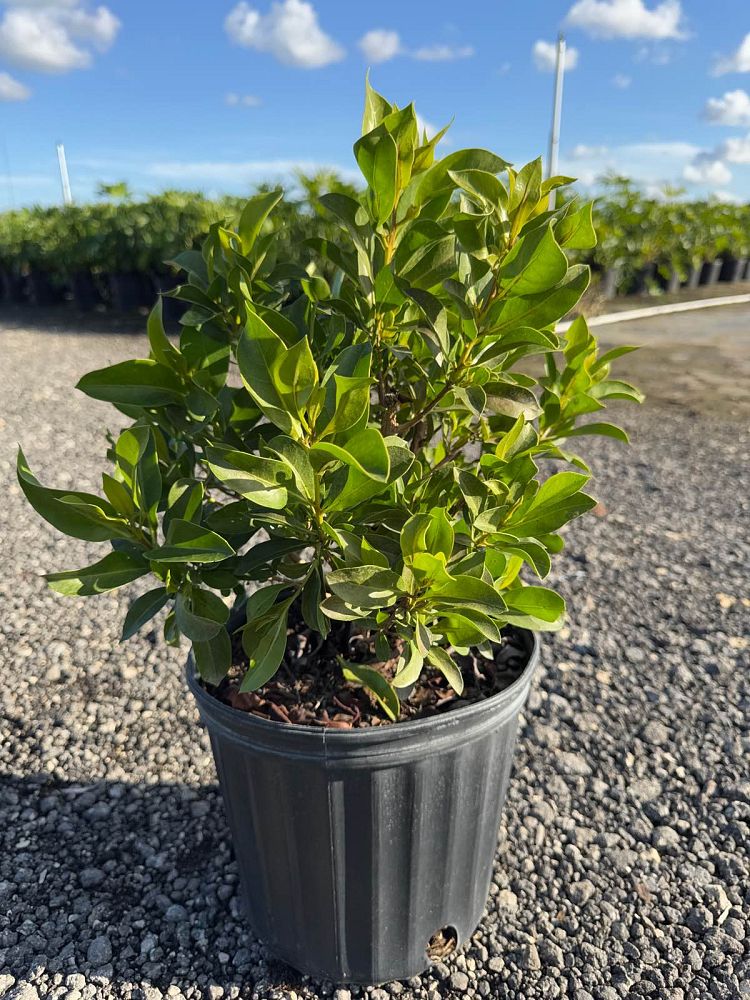 conocarpus-erectus-green-buttonwood