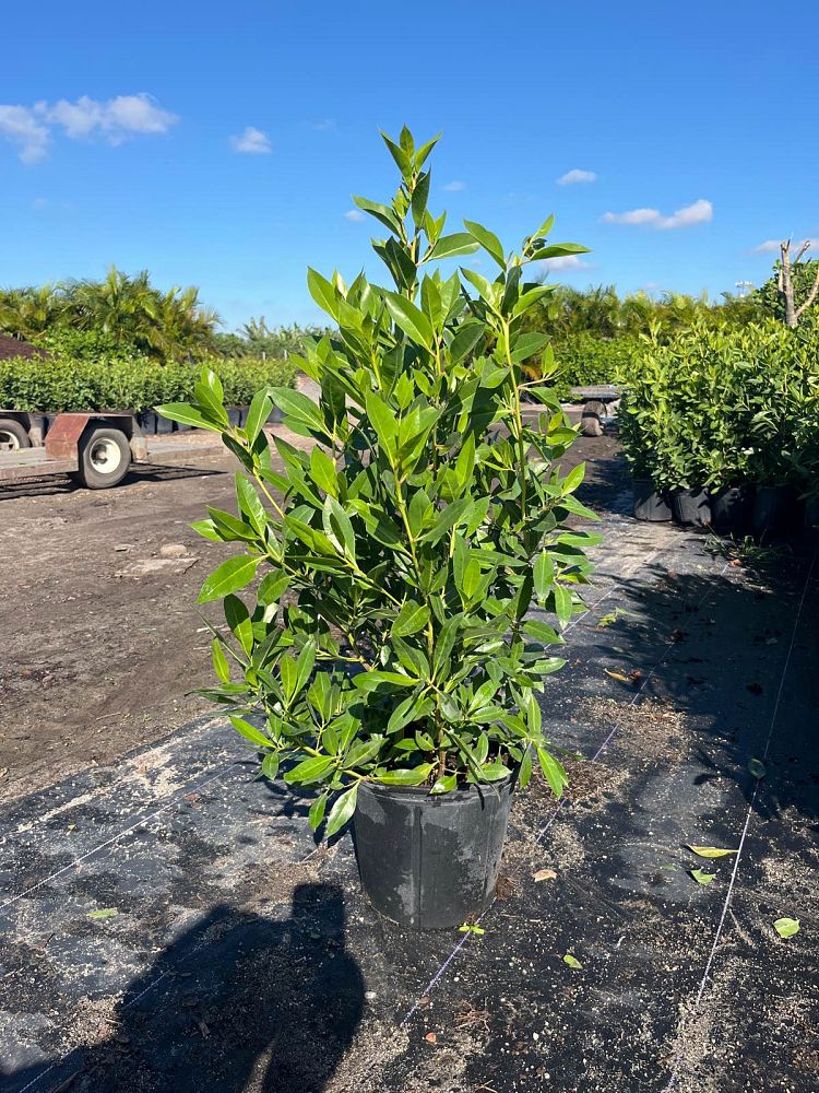 conocarpus-erectus-green-buttonwood