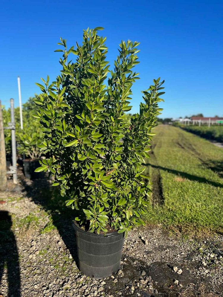 conocarpus-erectus-green-buttonwood