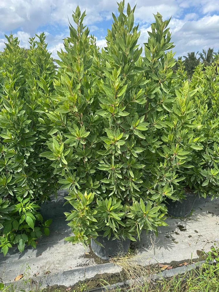 conocarpus-erectus-green-buttonwood