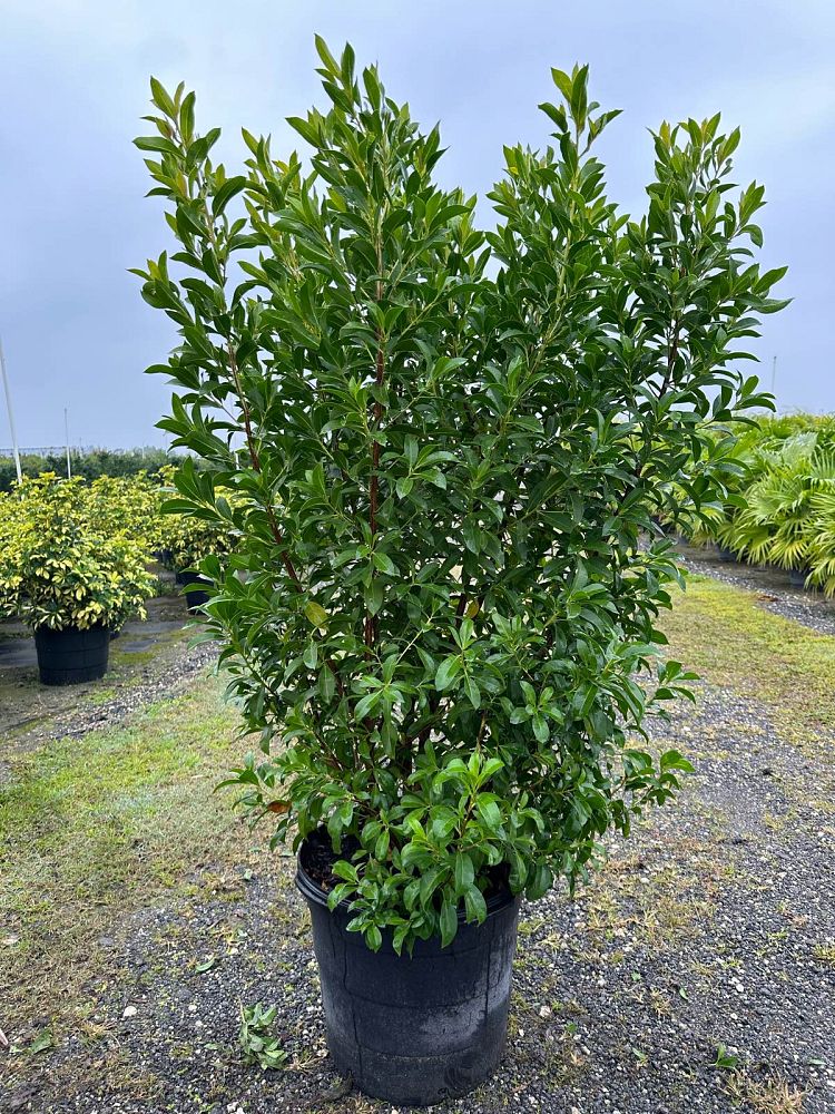 conocarpus-erectus-green-buttonwood