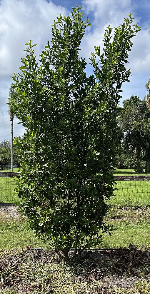 conocarpus-erectus-green-buttonwood