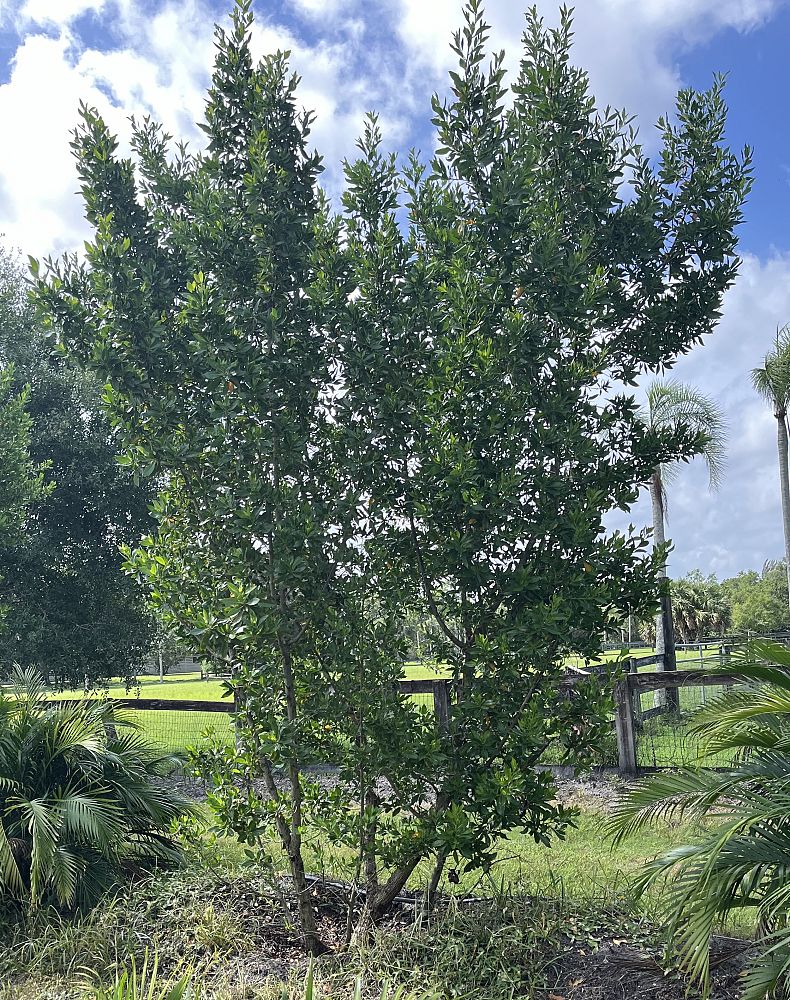 conocarpus-erectus-green-buttonwood