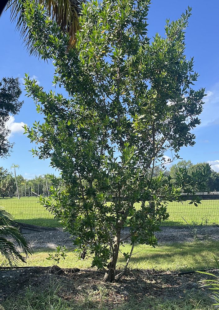 conocarpus-erectus-green-buttonwood