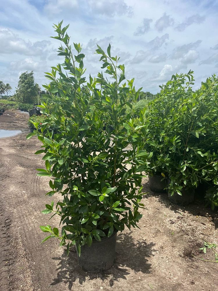 conocarpus-erectus-green-buttonwood