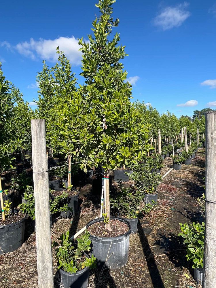 conocarpus-erectus-green-buttonwood