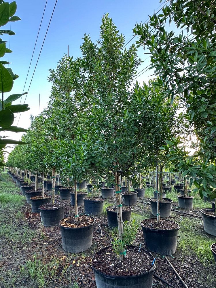 conocarpus-erectus-green-buttonwood