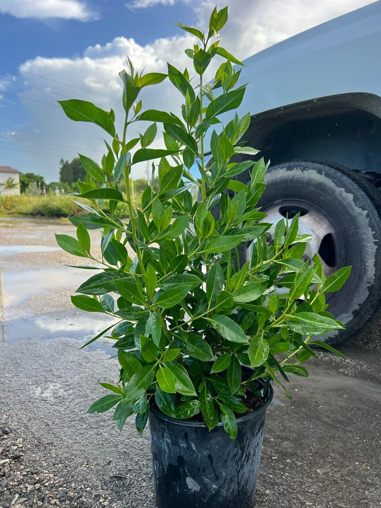 conocarpus-erectus-green-buttonwood