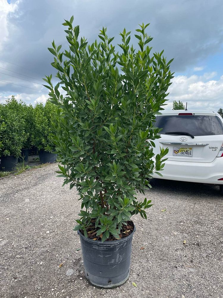 conocarpus-erectus-green-buttonwood