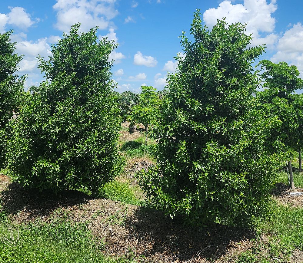 conocarpus-erectus-green-buttonwood