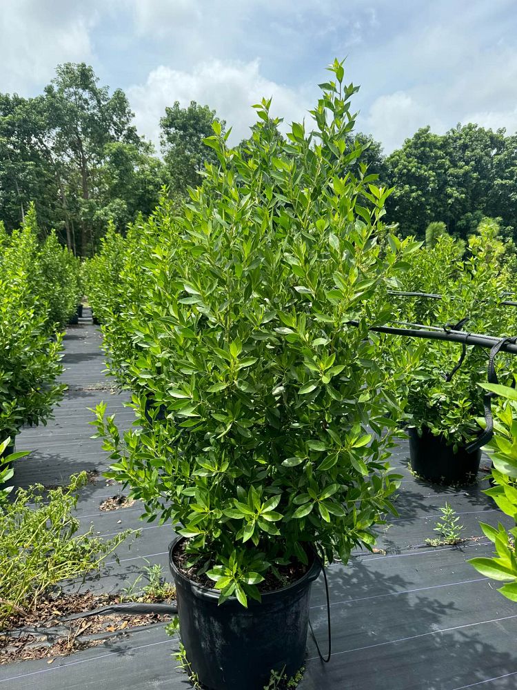 conocarpus-erectus-green-buttonwood