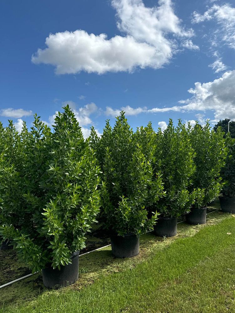 conocarpus-erectus-green-buttonwood