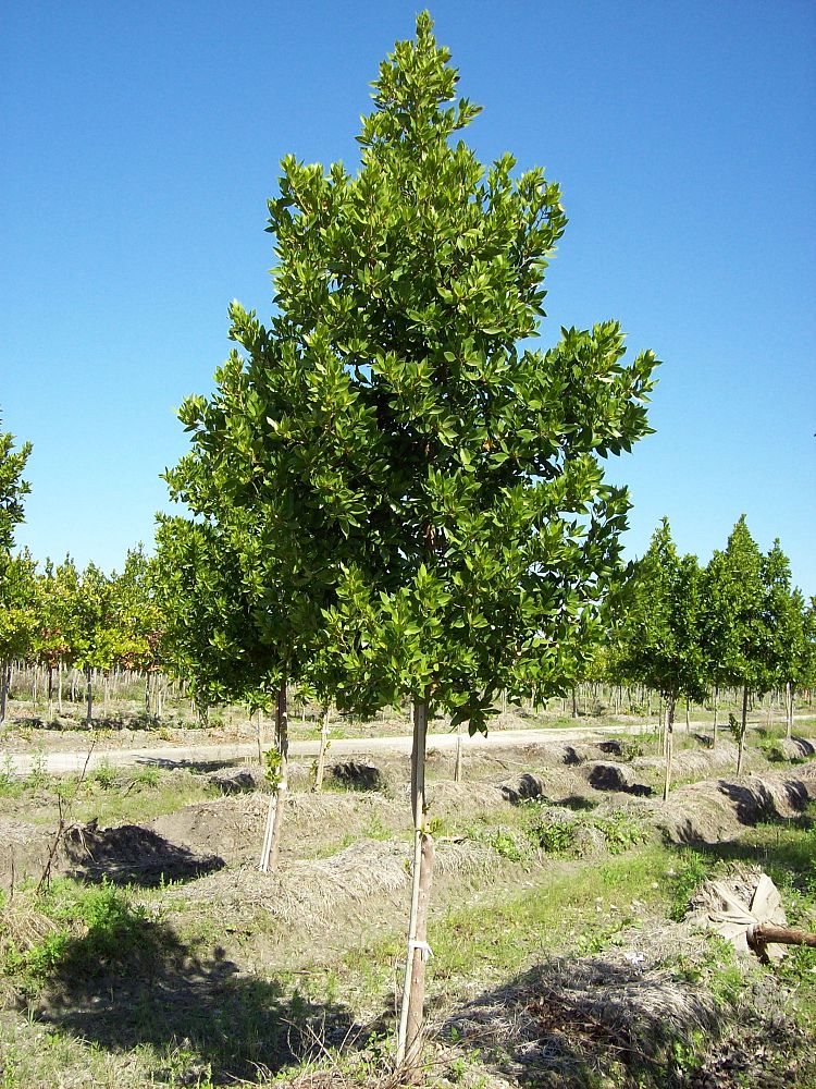 conocarpus-erectus-green-buttonwood