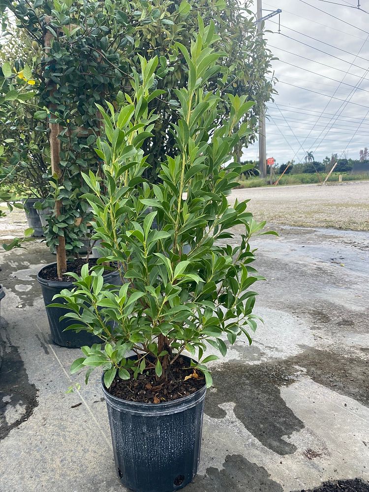 conocarpus-erectus-green-buttonwood