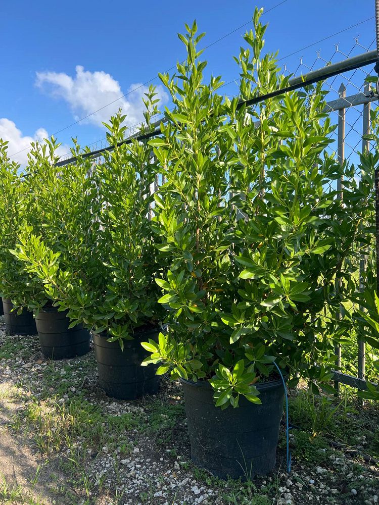 conocarpus-erectus-green-buttonwood