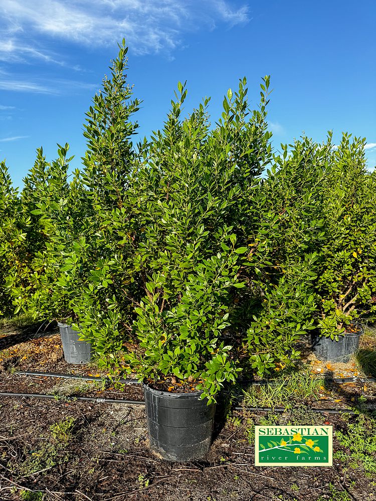 conocarpus-erectus-green-buttonwood