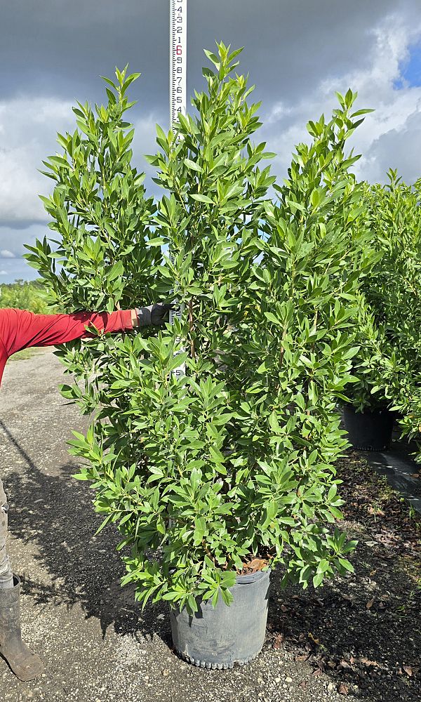 conocarpus-erectus-green-buttonwood