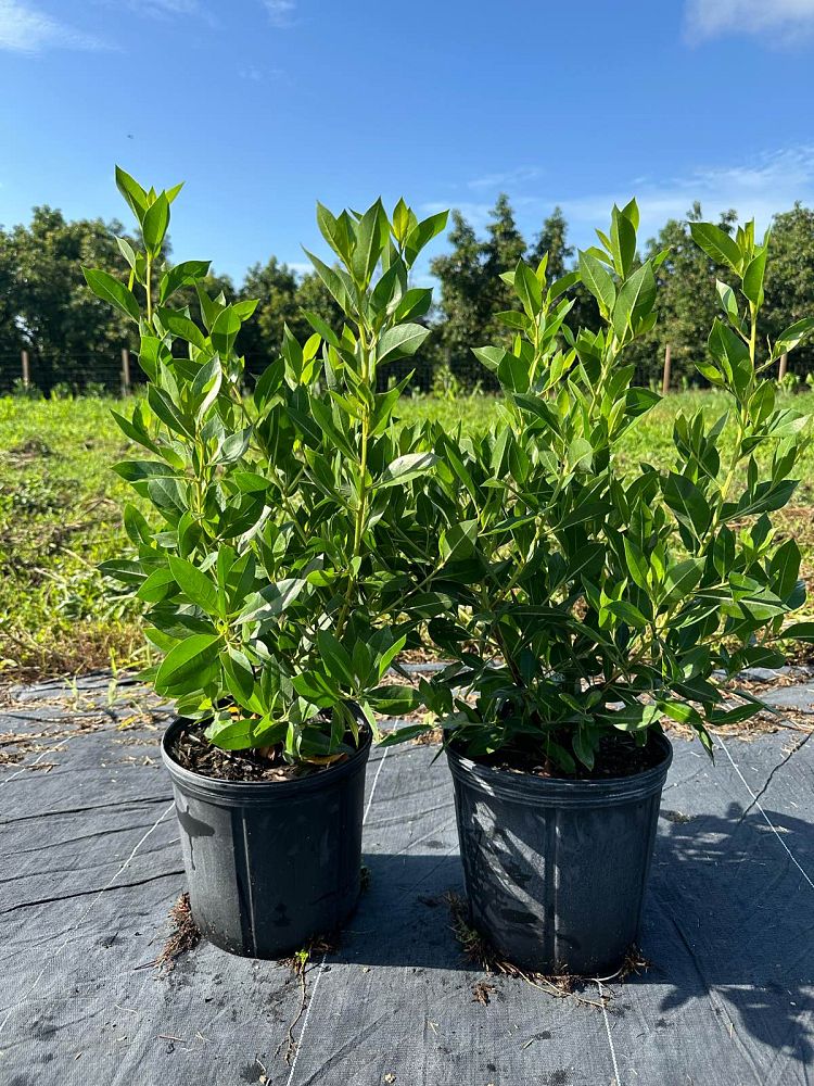 conocarpus-erectus-green-buttonwood