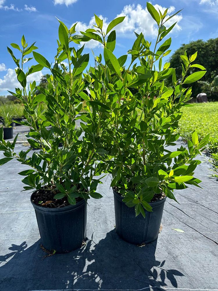 conocarpus-erectus-green-buttonwood