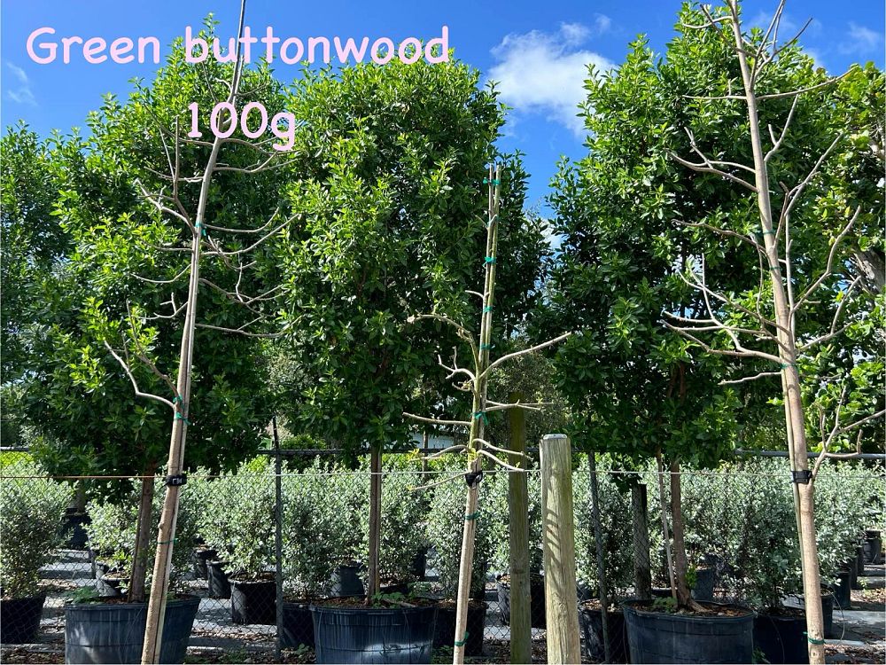 conocarpus-erectus-green-buttonwood