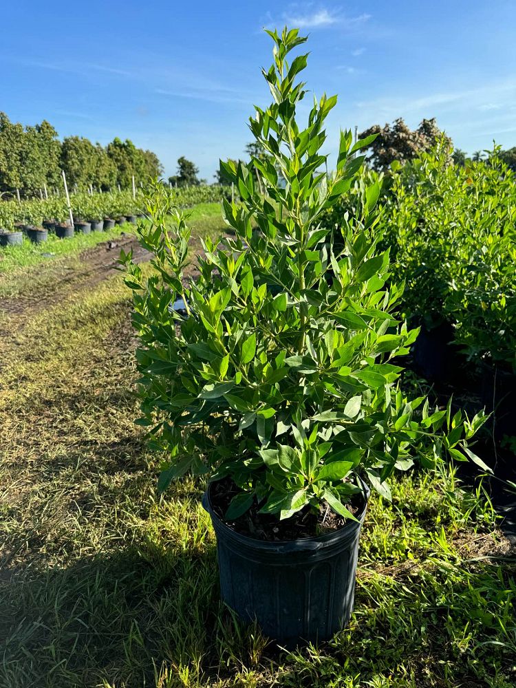 conocarpus-erectus-green-buttonwood