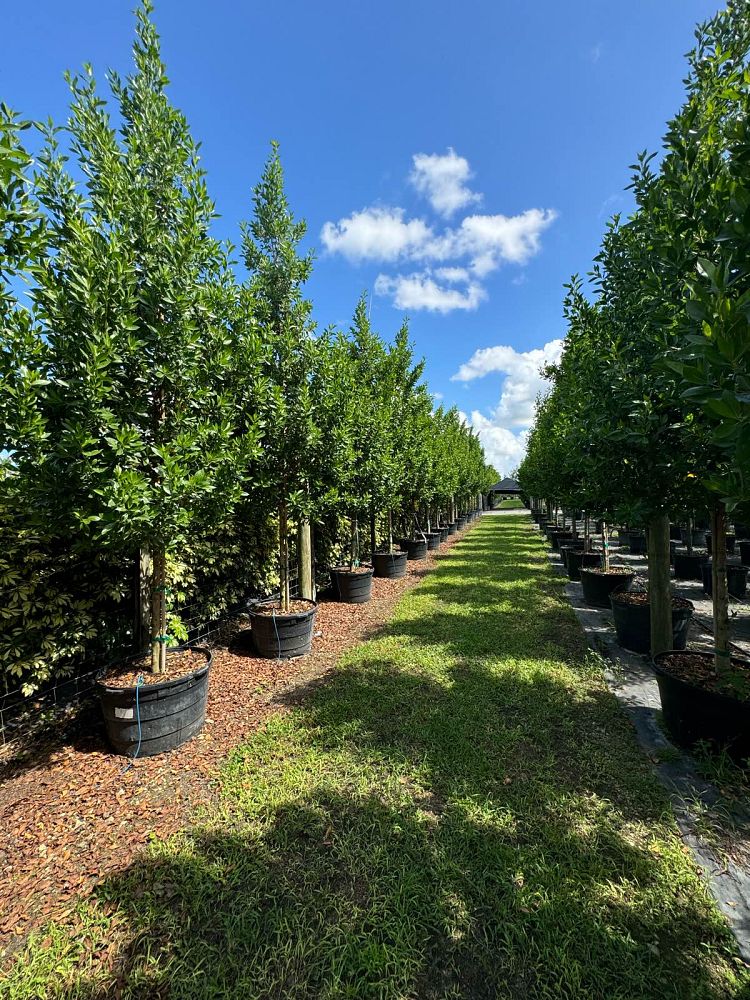 conocarpus-erectus-green-buttonwood