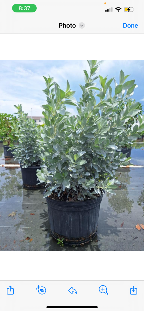 conocarpus-erectus-green-buttonwood