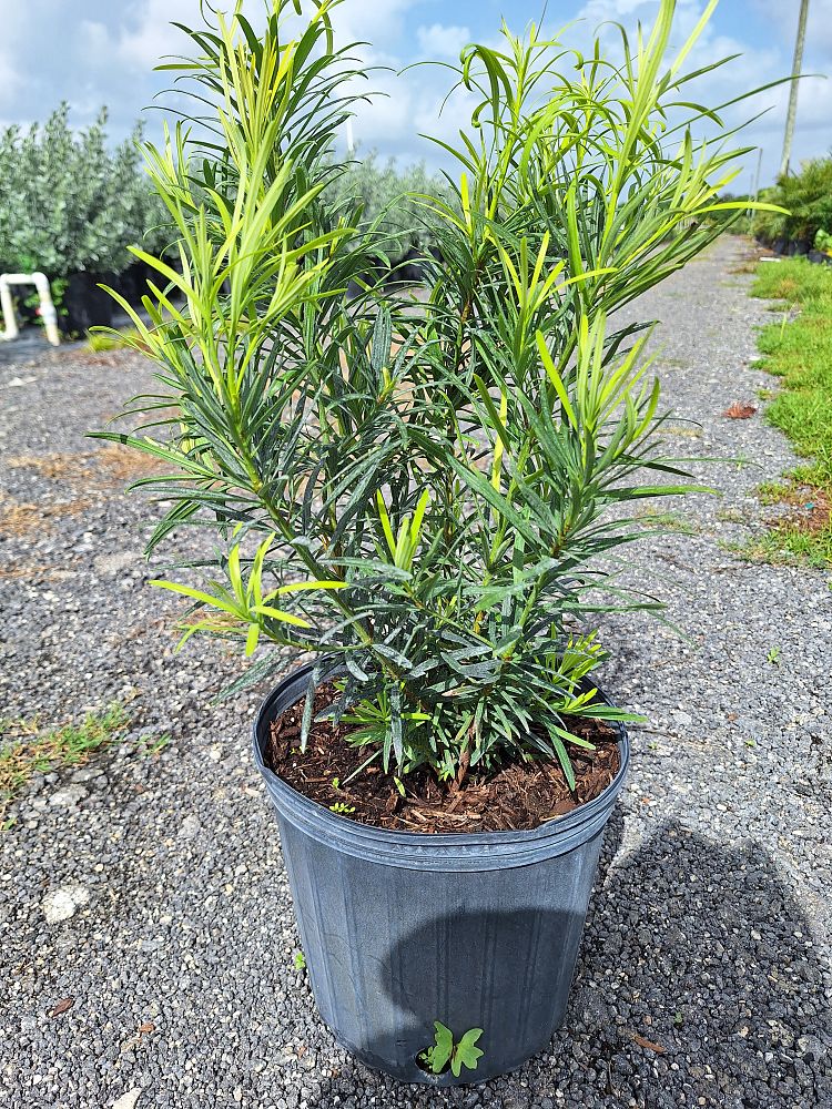 conocarpus-erectus-green-buttonwood