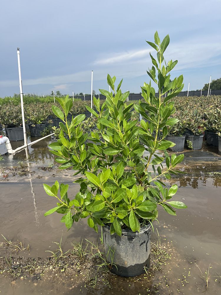 conocarpus-erectus-green-buttonwood