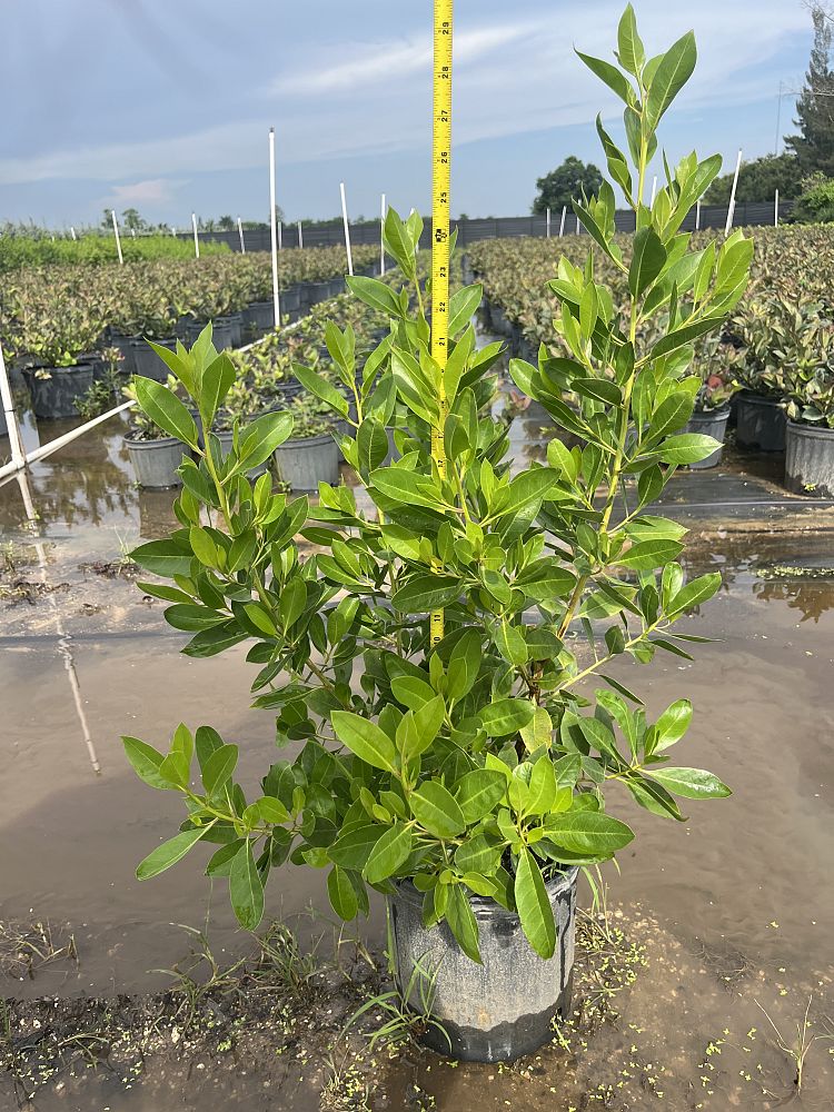 conocarpus-erectus-green-buttonwood