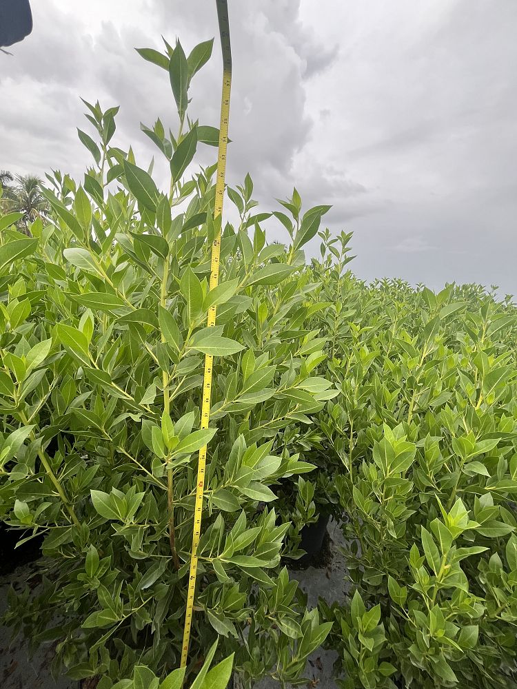 conocarpus-erectus-green-buttonwood