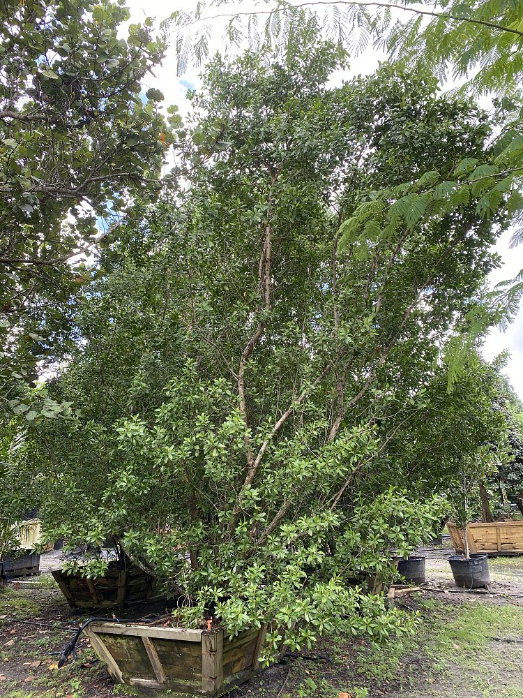 conocarpus-erectus-green-buttonwood