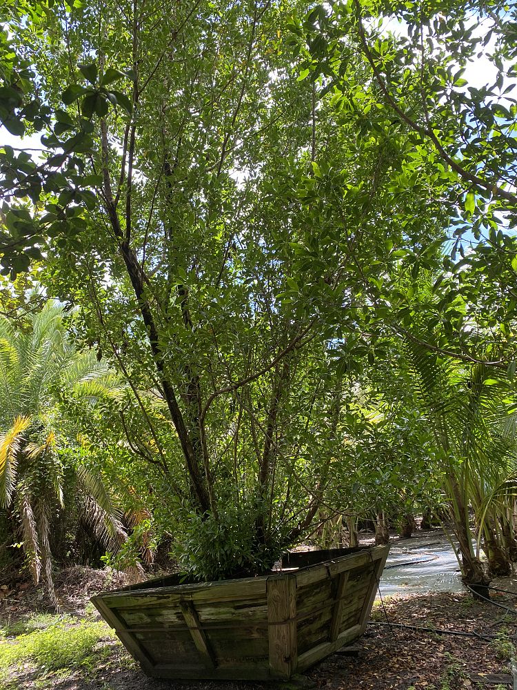 conocarpus-erectus-green-buttonwood