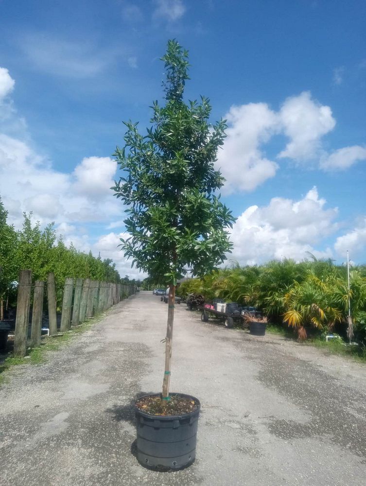 conocarpus-erectus-green-buttonwood