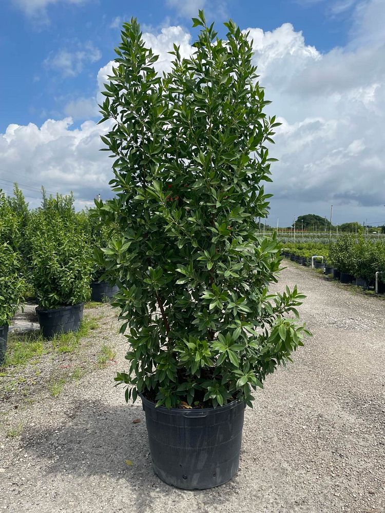 conocarpus-erectus-green-buttonwood