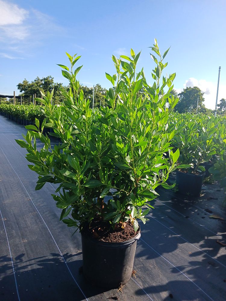 conocarpus-erectus-green-buttonwood