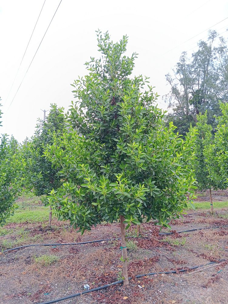 conocarpus-erectus-green-buttonwood