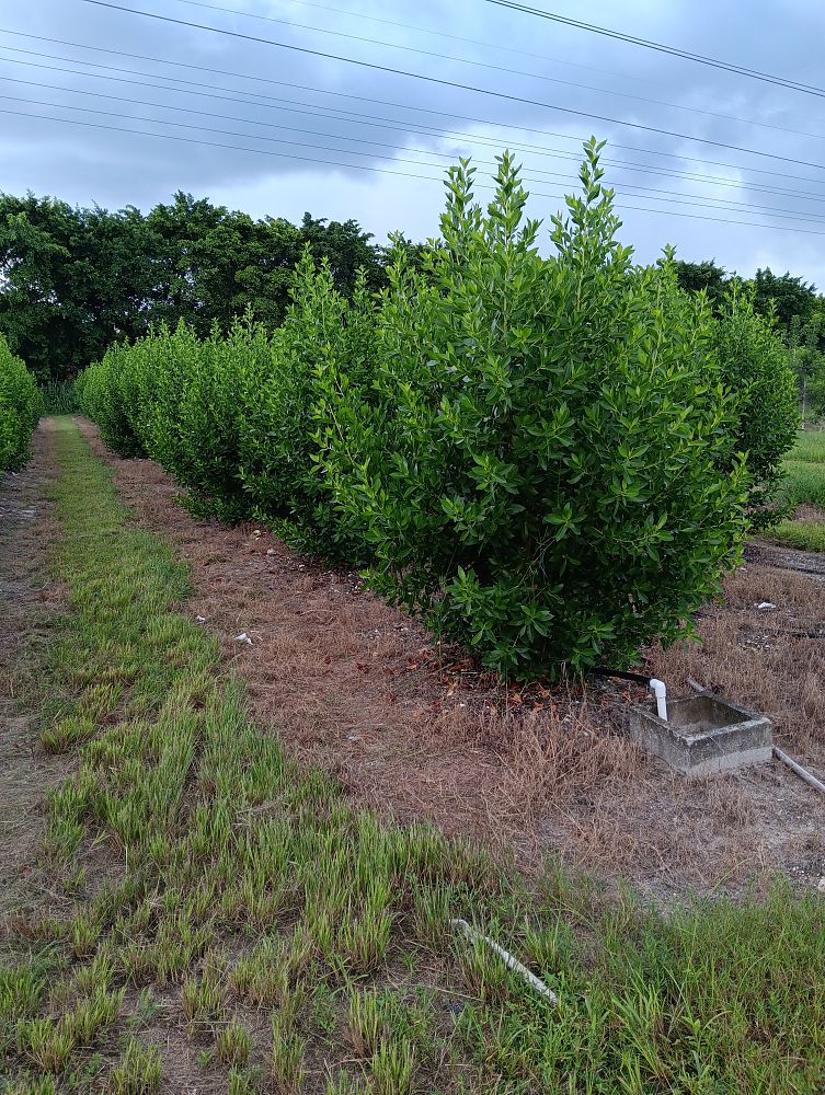 conocarpus-erectus-green-buttonwood