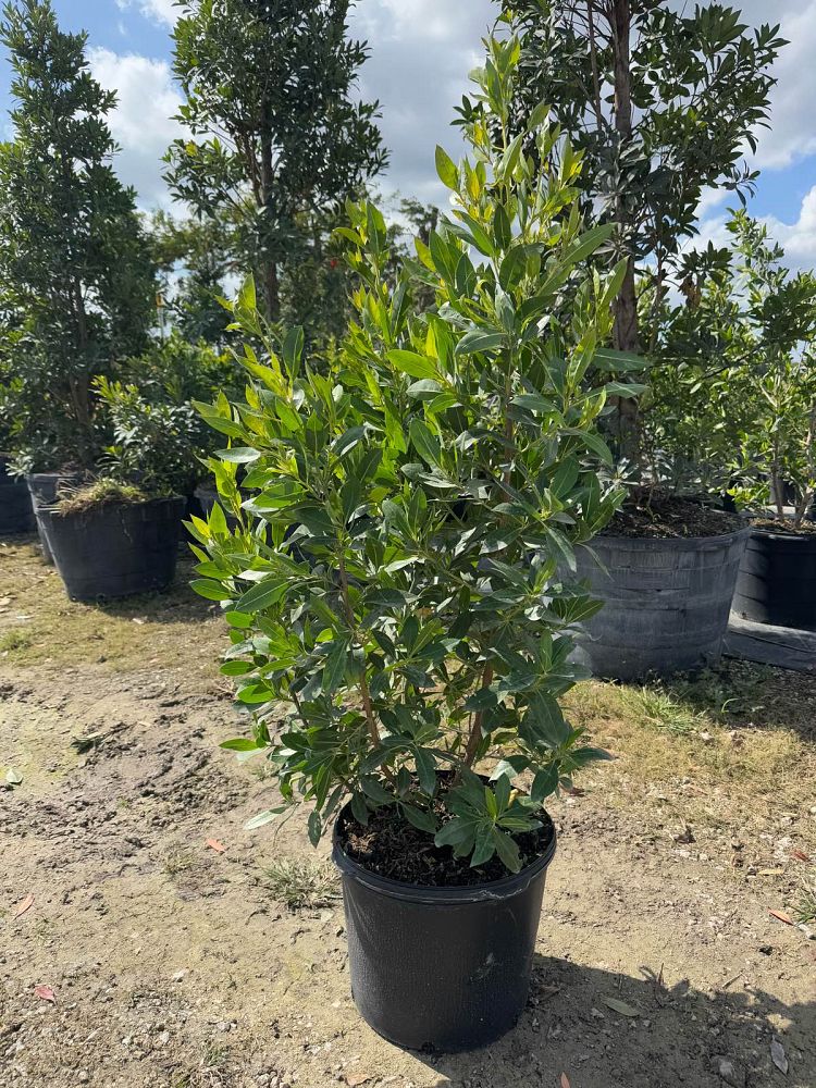 conocarpus-erectus-green-buttonwood