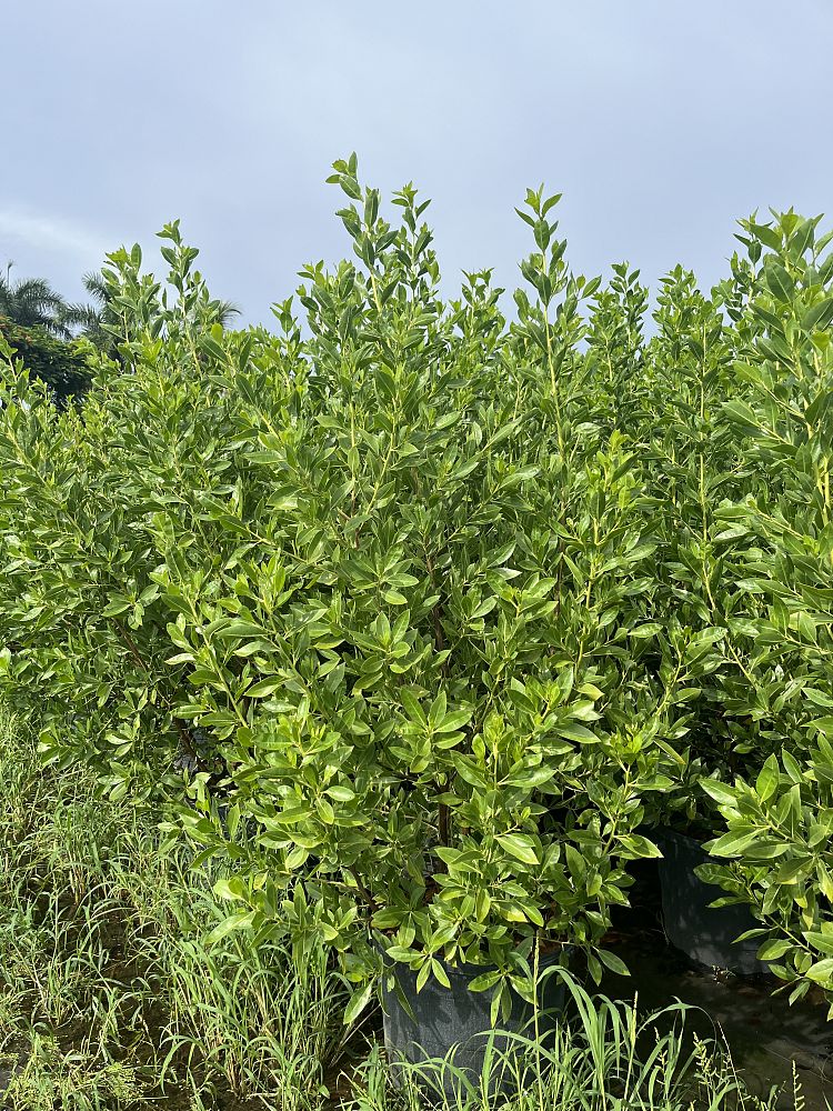 conocarpus-erectus-green-buttonwood