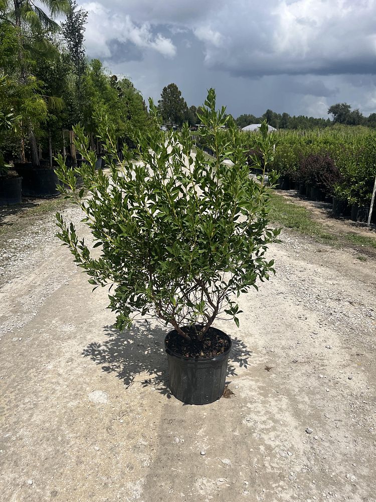 conocarpus-erectus-green-buttonwood