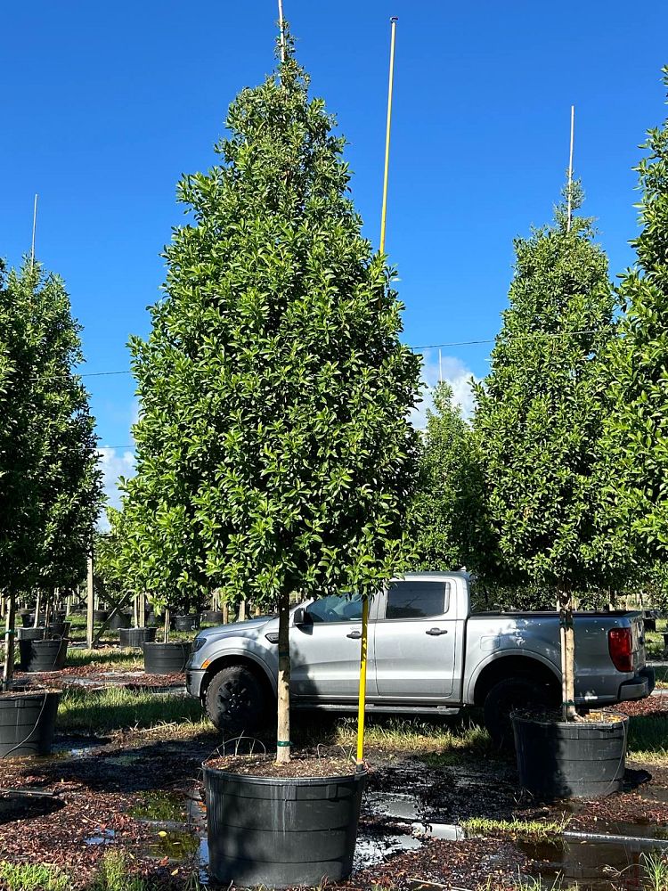 conocarpus-erectus-green-buttonwood