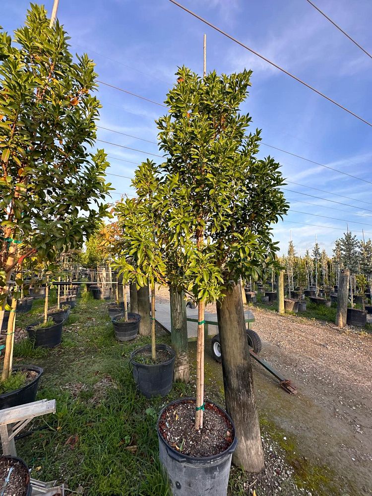 conocarpus-erectus-green-buttonwood