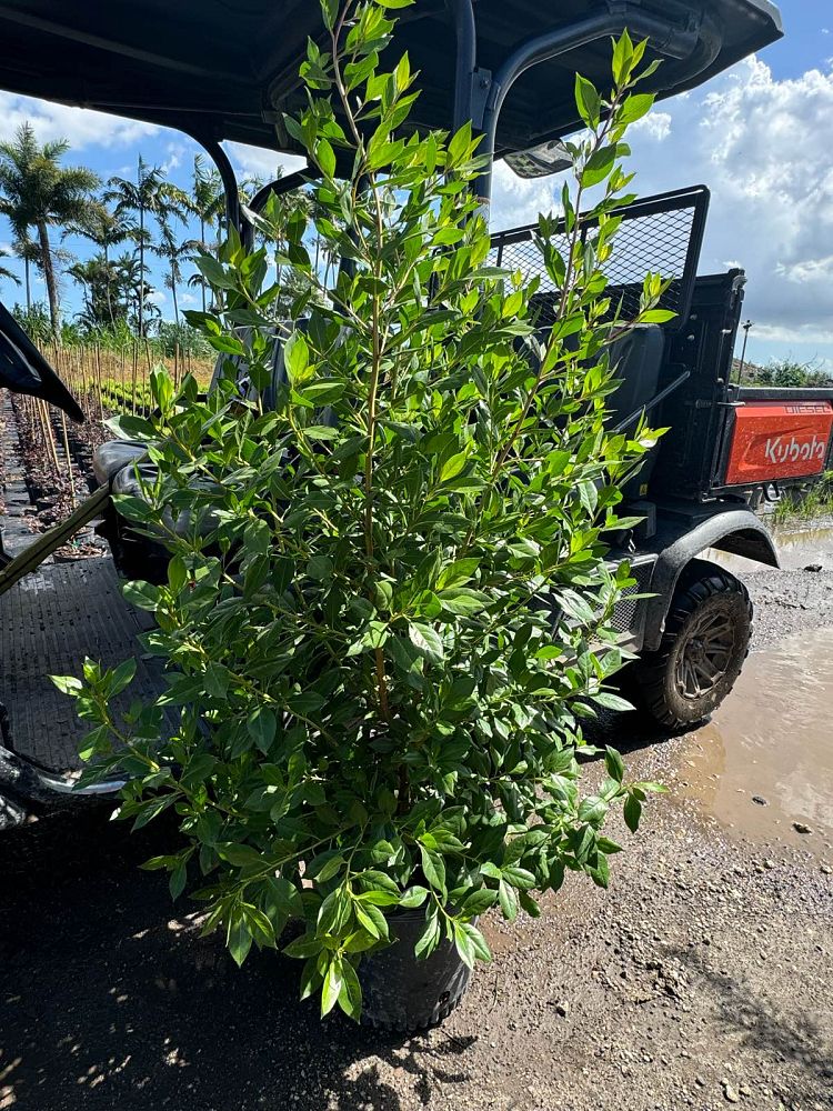 conocarpus-erectus-green-buttonwood