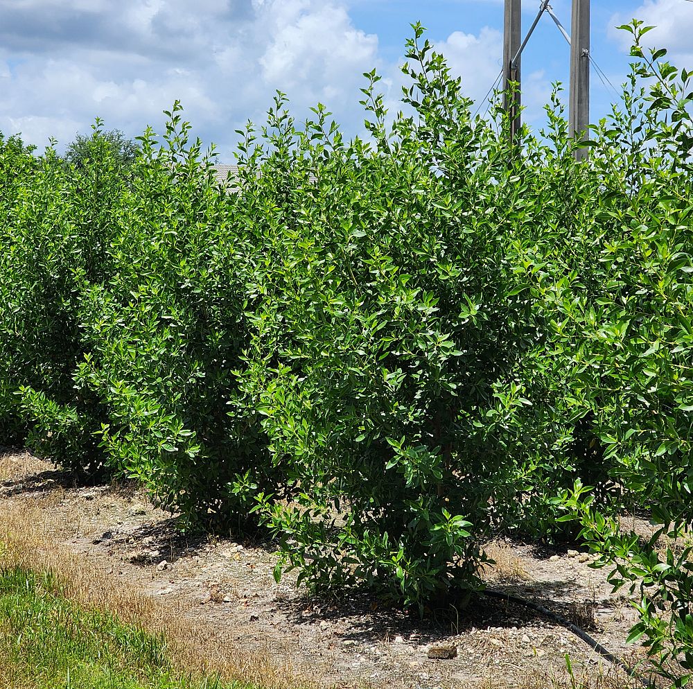 conocarpus-erectus-green-buttonwood