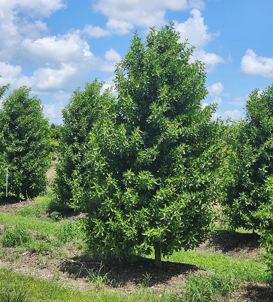 conocarpus-erectus-green-buttonwood