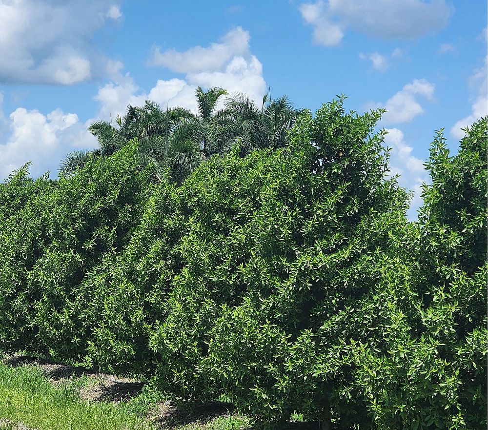 conocarpus-erectus-green-buttonwood