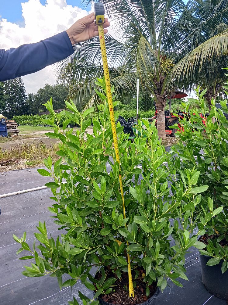 conocarpus-erectus-green-buttonwood