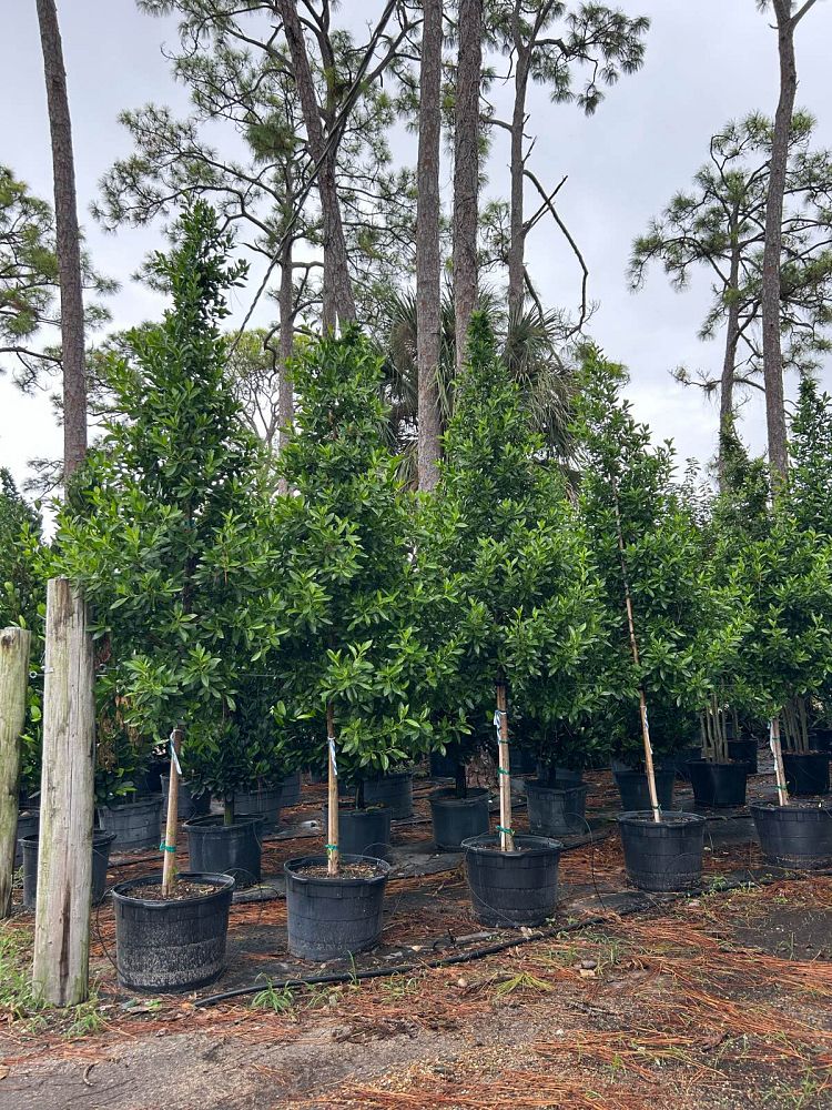 conocarpus-erectus-green-buttonwood